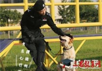 警花与警犬樱桃和妞妞大结局？狗牙 大结局 