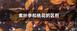 桃花李产地？红叶李和桃花的区别？ 