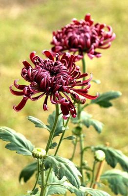 人共菊花醉重阳全诗？菊花醉三少爷和谁在一起？ 