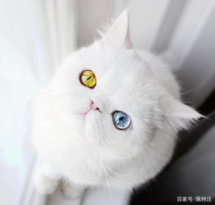 为什么猫见到其它猫咪戴伊丽莎白圈就发起攻击的姿势？猫为什么瞳孔小的时候吓人？ 