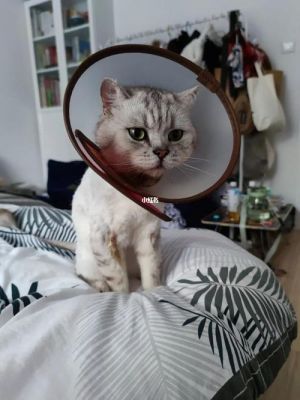 为什么猫见到其它猫咪戴伊丽莎白圈就发起攻击的姿势？猫为什么瞳孔小的时候吓人？ 