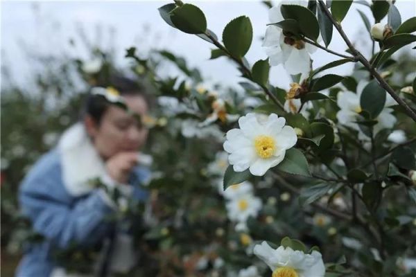 到底什么样才叫熟女？油茶花蜜好喝吗？ 