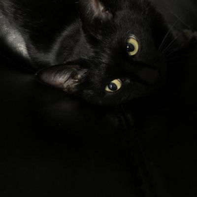 黑猫BlackCat结局？黑猫 结局 