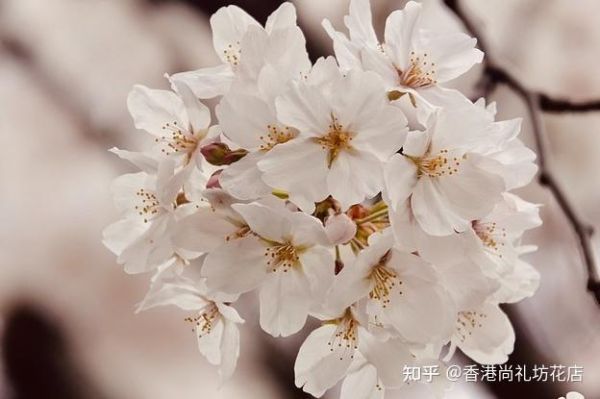 樱花映射需要关闭防火墙吗？樱花通信结局 