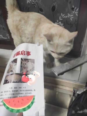 猫咪回家多久能确定是健康？三天三夜生死劫女演员 