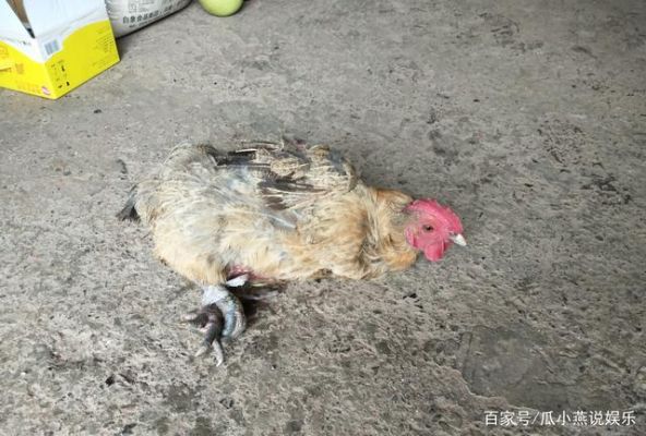 鸡被杀之前害怕吗？恐怖鸡大结局什么意思 