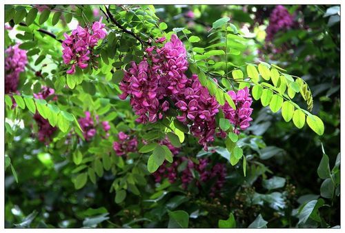 红槐花春雨告诉花真相是第几集？红槐花大结局 